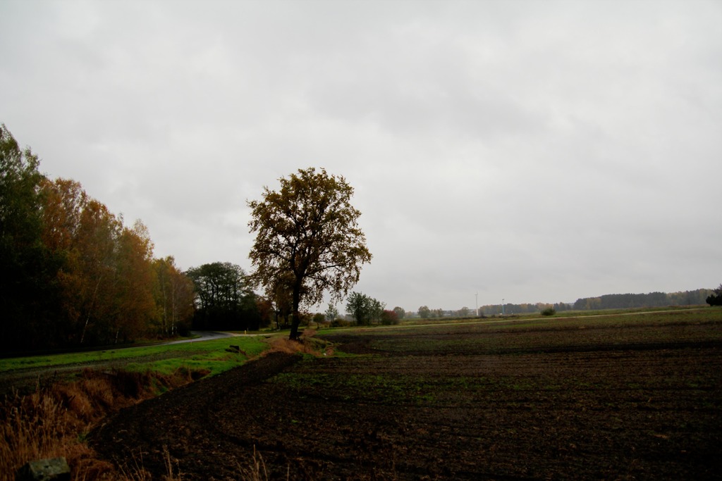 Działka – Charbice Dolne