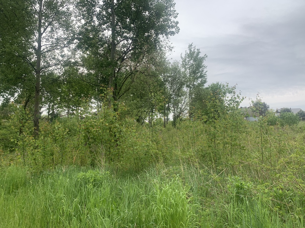 Działka – Gogołowa