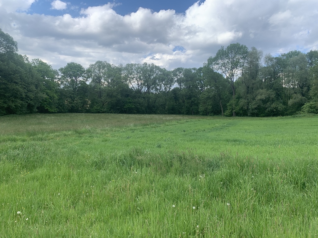 Działka – Wieszczęta